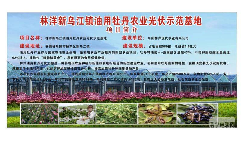 林洋阜陽新烏江鎮(zhèn)20MW農(nóng)光互補電站項目